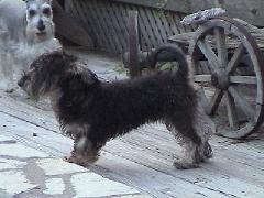 BuddyBoy with original bad haircut 6.jpg